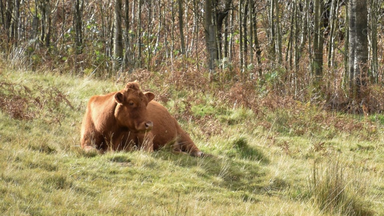 Cow resting near Blea Tarn in Eskdale and Duddon Valley, Lake District